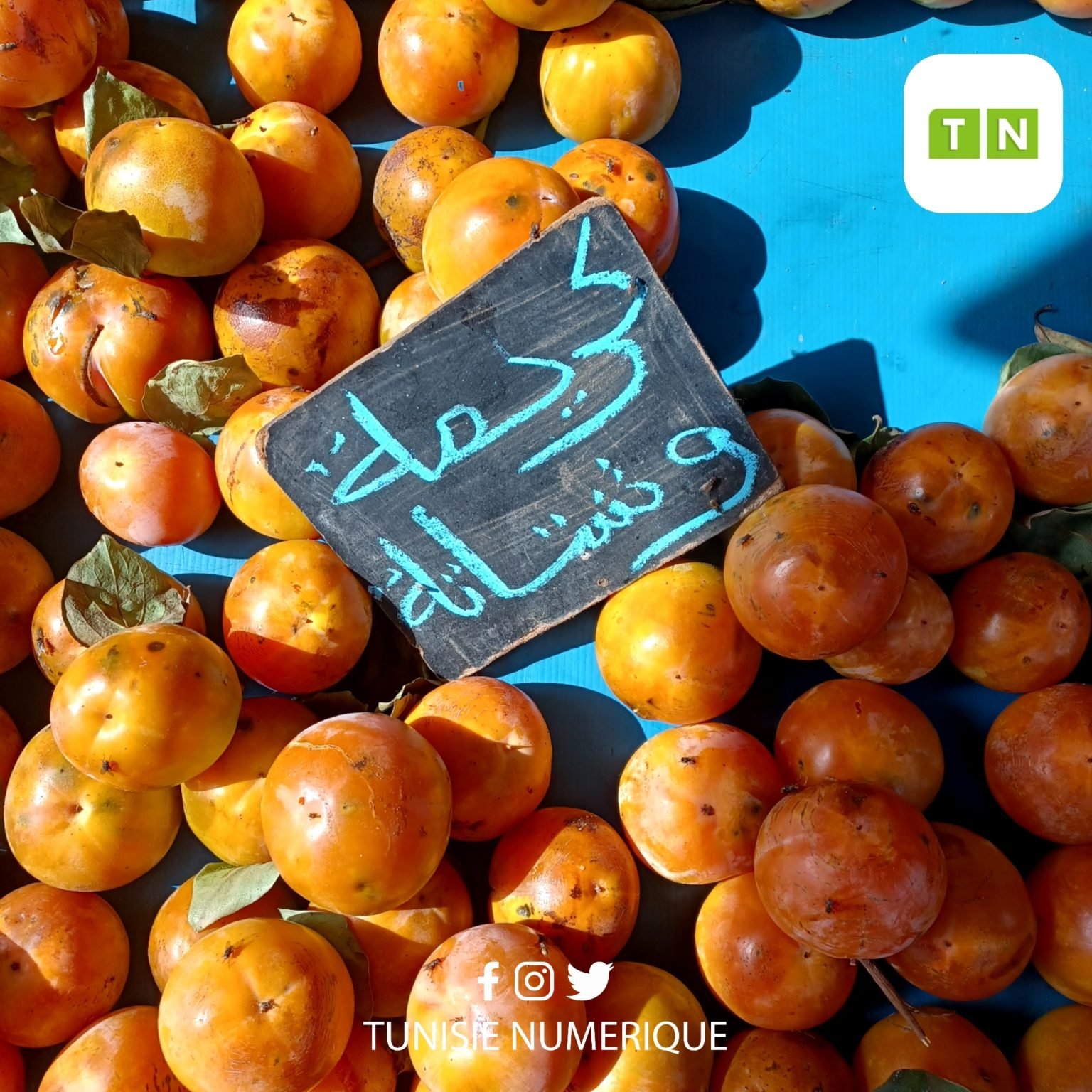 باجة : انطلاق موسم جني ” ثمار الكريمة” بمنطقة وشتاتة وسط توقعات بصابة جيدة