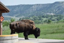 ترامب يقترح خفض ميزانية المتنزهات الوطنية الأمريكية وتحويل إدارتها للولايات